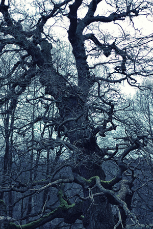 Clumber Park, Nottinghamshire